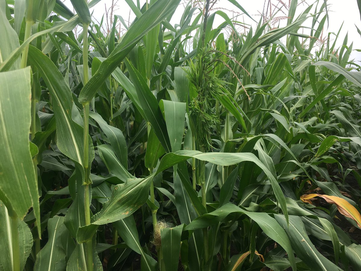 bradott_ag's tweet photo. #crazytop kind of year https://t.co/qkNtqLm1Uo
