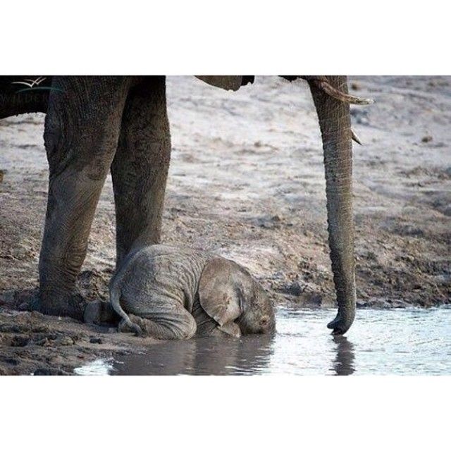 Baby Elephant drinking. When they are this young, They don't yet know how to use their trunks to drink water