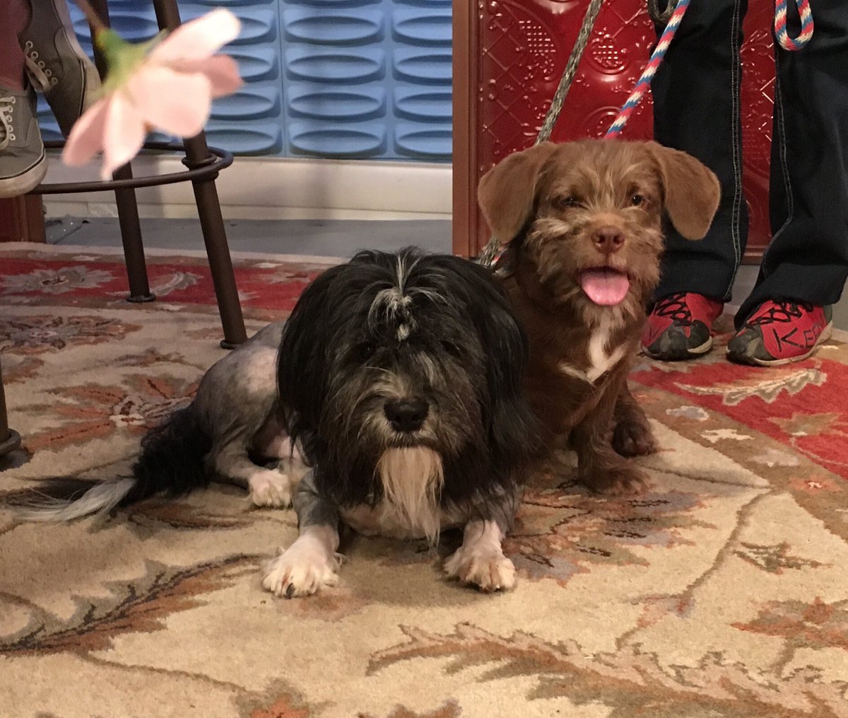 SandyFriends_AZ's tweet photo. #furfriends @YavapaiHumane - You may even find one that looks like you! Roy &amp; Stubby #opttoadopt https://t.co/1NfokmDPbX