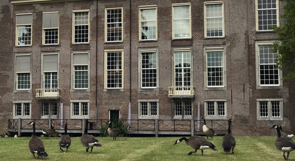 Ganzen bij #kasteel #Endegeest #oegstgeest