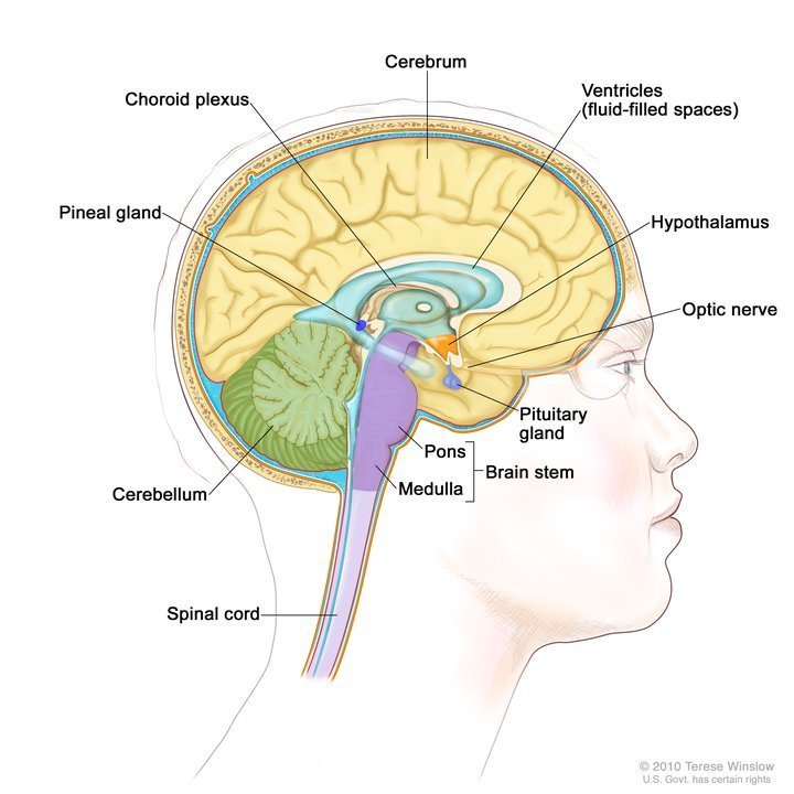 theNCI's tweet photo. There are different types of brain and spinal cord tumors. Our summary on adult central nervous system tumors: https://t.co/g75ARLlrOU https://t.co/XiVkAX4Y0n