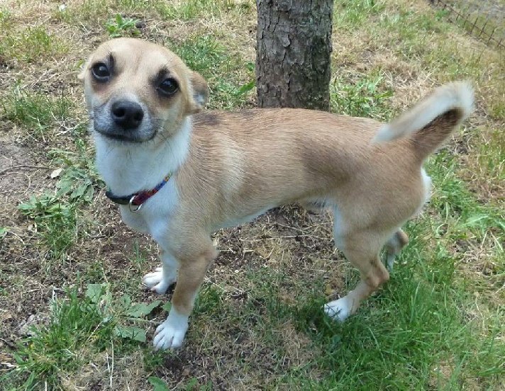 HeathlandsAS's tweet photo. EDWIN is a leggy chihuahua cross waiting to be #adopted. Can you offer him a forever home? Info about him here https://t.co/4u7f6EqxaN #RT https://t.co/opIg8l13T0