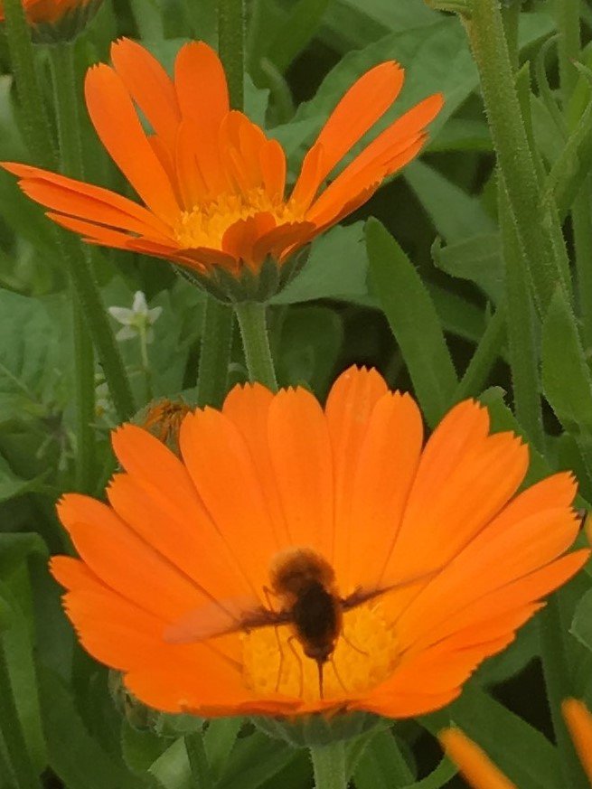 YRFoodNetwork's tweet photo. One of our garden coordinators found lots of insects in action at the #LondonandMain #CommunityGarden! Can you guess which ones #pollinate? https://t.co/iMErYnl1VU