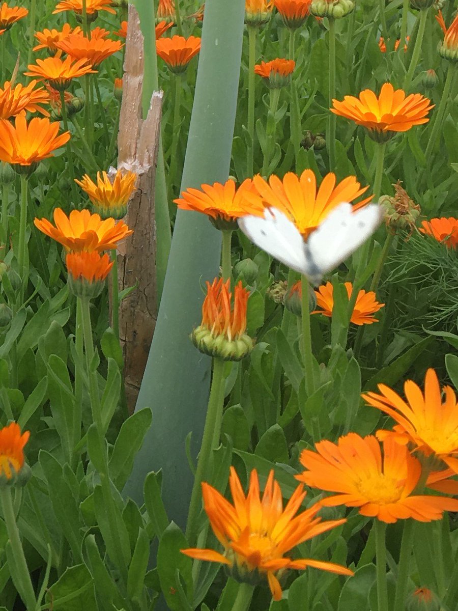 YRFoodNetwork's tweet photo. One of our garden coordinators found lots of insects in action at the #LondonandMain #CommunityGarden! Can you guess which ones #pollinate? https://t.co/iMErYnl1VU