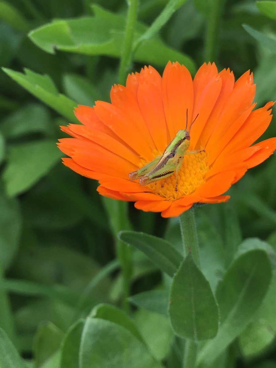 YRFoodNetwork's tweet photo. One of our garden coordinators found lots of insects in action at the #LondonandMain #CommunityGarden! Can you guess which ones #pollinate? https://t.co/iMErYnl1VU