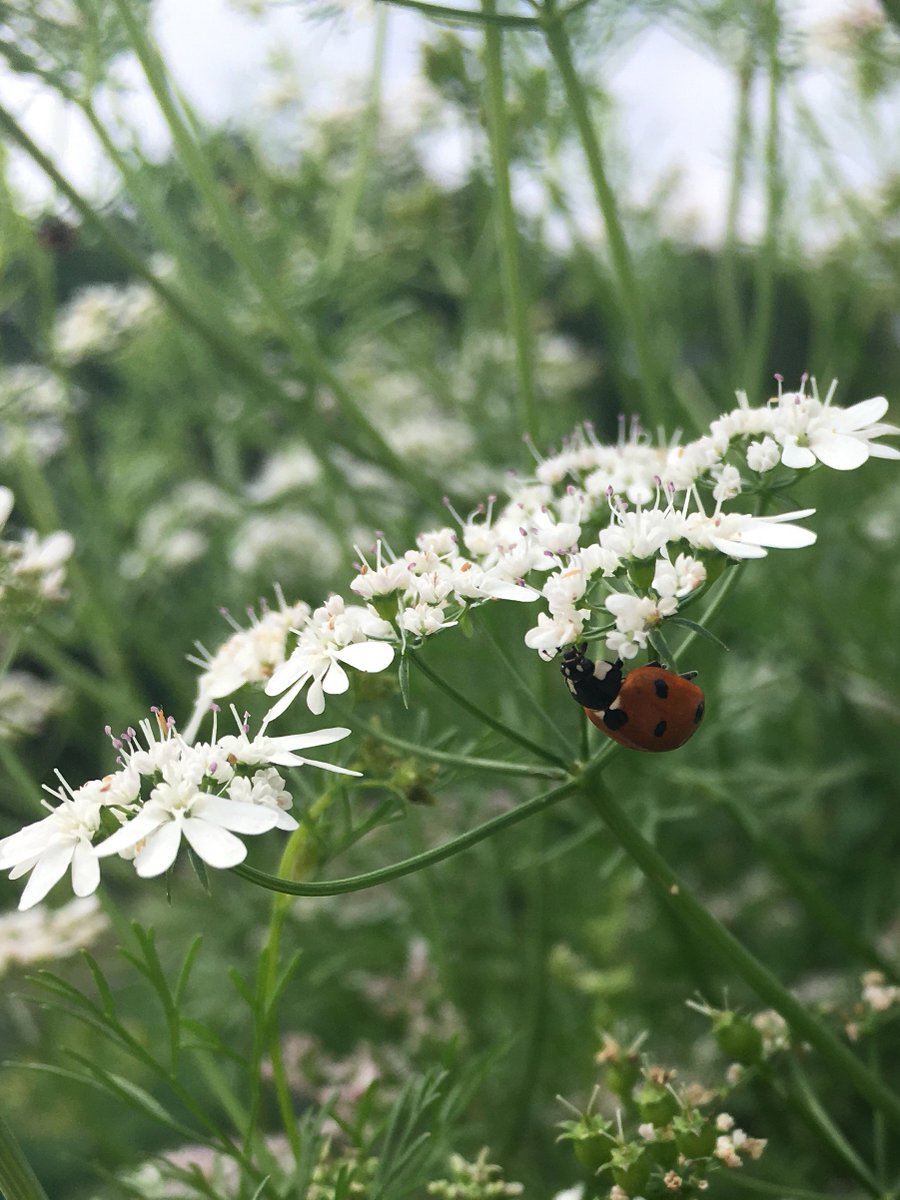 YRFoodNetwork's tweet photo. One of our garden coordinators found lots of insects in action at the #LondonandMain #CommunityGarden! Can you guess which ones #pollinate? https://t.co/iMErYnl1VU