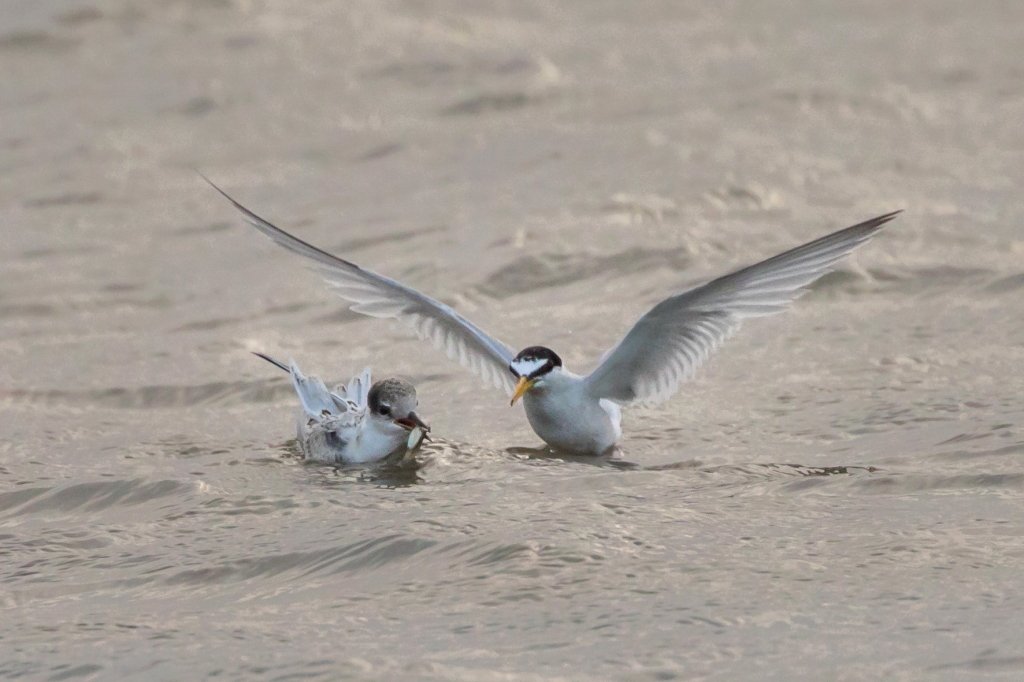 debbyseamist's tweet photo. As soon as rain stopped and sun came out Little Terns were fishing and feeding young   Ferrybridge https://t.co/E55WzIpeqN