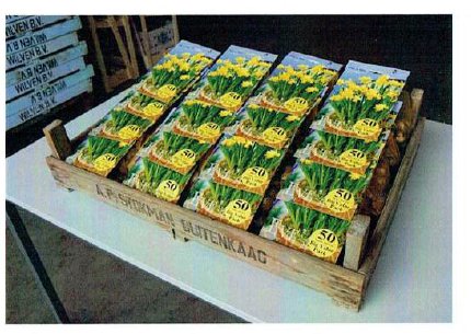 Pre order your Tete a Tete bulbs now!