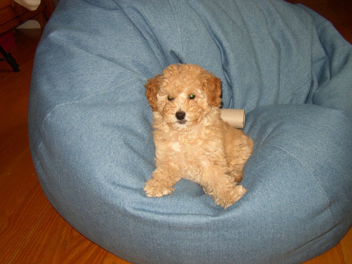 wahoobeans's tweet photo. I logged into my old flickr account and found this #goofpic from 2004 I can't believe this is M Y D O G https://t.co/sL1GN7sjQk