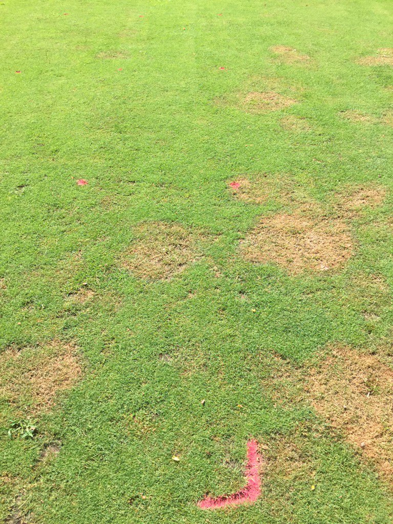 TurfgrassDS's tweet photo. Someone once told me brown patch was a "Mickey mouse" disease on bent, not this stuff. #takingitdown https://t.co/oSIaIHPr5N