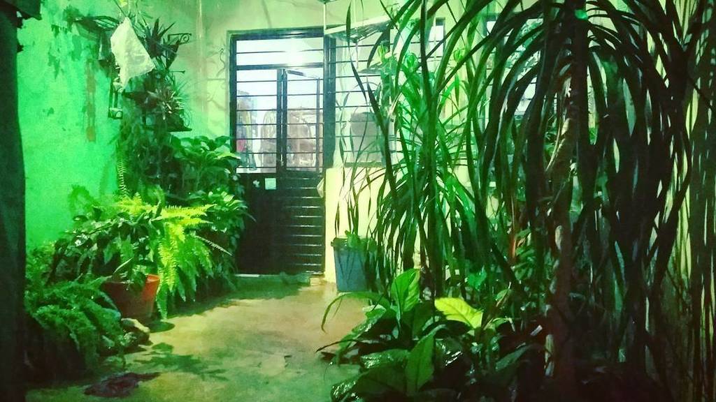 Geek_Lobo's tweet photo. Urban Jungle. 
#Wolfcave #UrbanLandscape #Green #NaturaShot #ShadesOfGreen #RainyDays #Lights #Rain https://t.co/NyCcd71bdI https://t.co/UIYb90JLaL