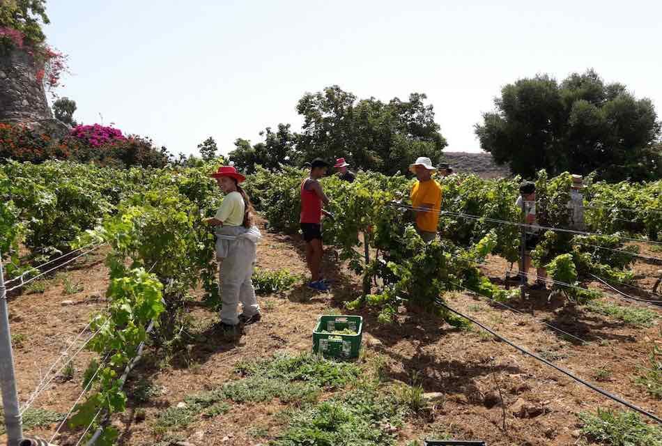 SaboreandoCan's tweet photo. 🍇🍇 La 1a #vendimia de Canarias es #CanaryWine y tuvo lugar en Finca Interminable en San Bartolomé de Tirajana.

https://t.co/rd1X8GtbQ9 https://t.co/AOxfK2mz0h