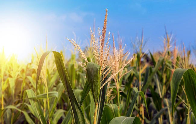 How to Grow a Field of Grains Right in Your Own Backyard bit.ly/2vnkQ1d <a href="/OrganicLifeMag/">Organic Life</a>