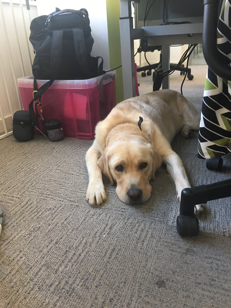 Dasher lying under Mum's desk, stretched out. His front legs are stretched out and