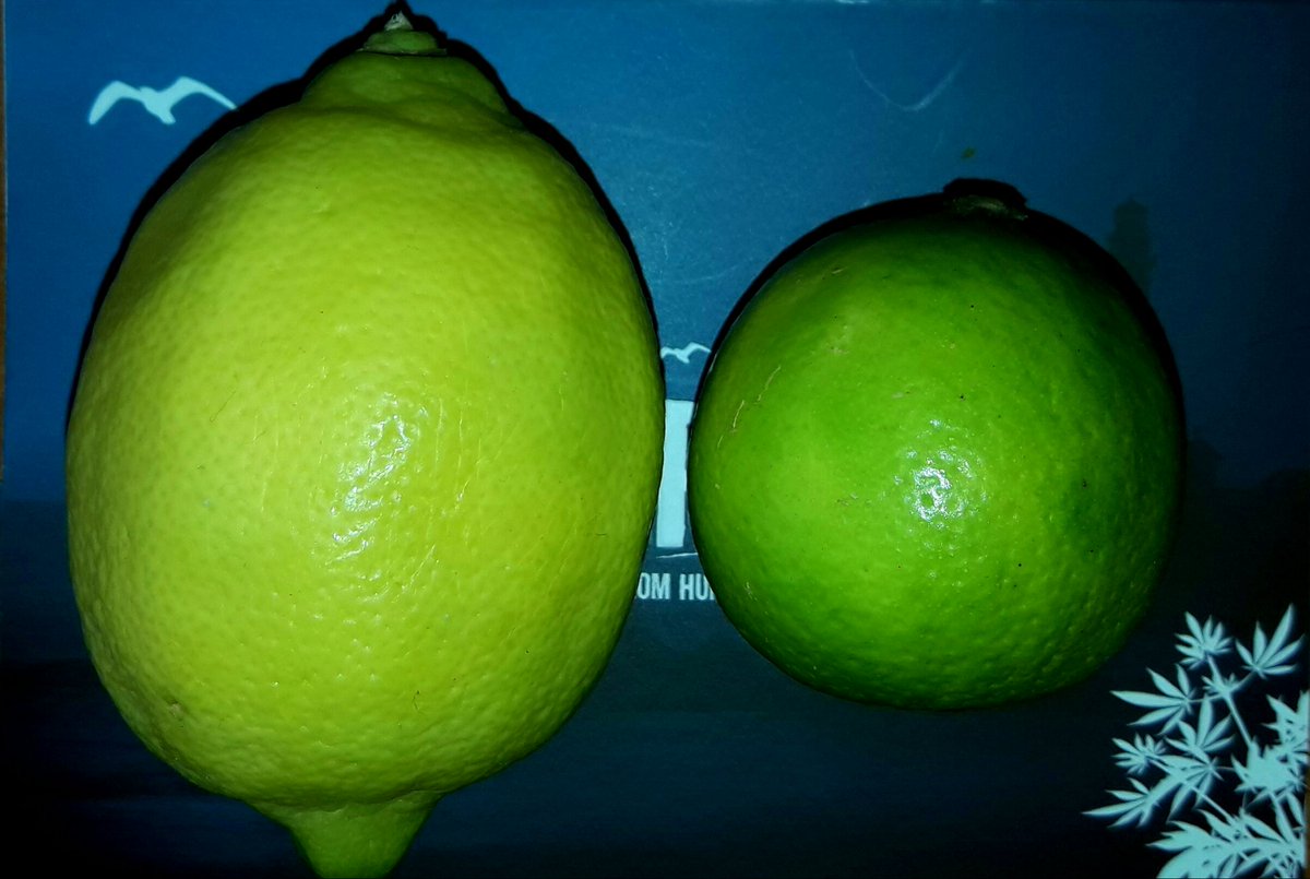 AdrycManellson's tweet photo. Weednas Verde Mundo,
la misma duda existencial,
¿Limón, #LemonPieAuto @GreenbudSeeds, o Lima, #TombStoning @MavericksSeeds?
Paz y Semis,-))) https://t.co/bTbNoga9Ei