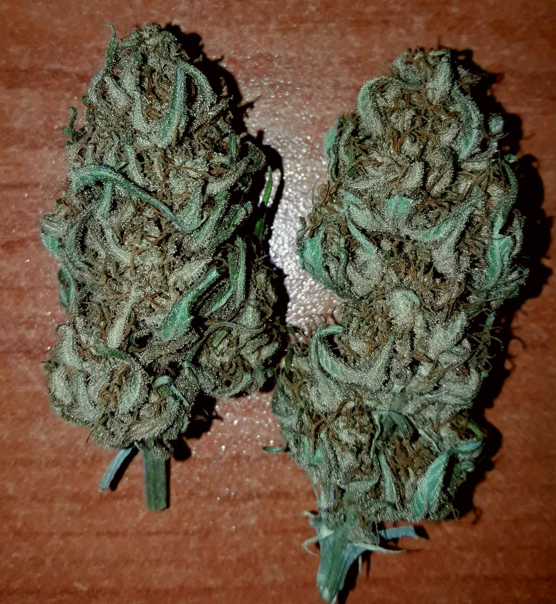 AdrycManellson's tweet photo. Weednas Verde Mundo,
la misma duda existencial,
¿Limón, #LemonPieAuto @GreenbudSeeds, o Lima, #TombStoning @MavericksSeeds?
Paz y Semis,-))) https://t.co/bTbNoga9Ei