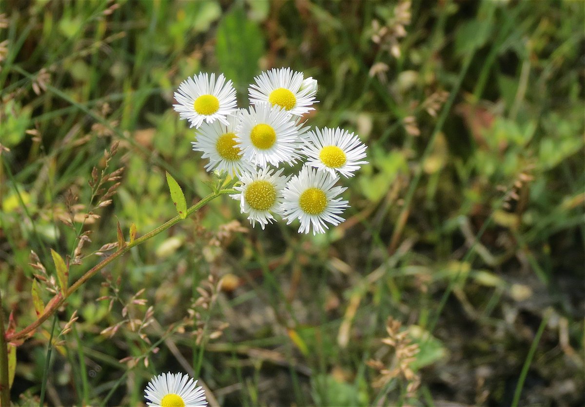 NancyFromCanada's tweet photo. Beautiful wildflowers growing along the @SJAMWinterTrail. #summser #Ottawa https://t.co/aBTk6AMLyA