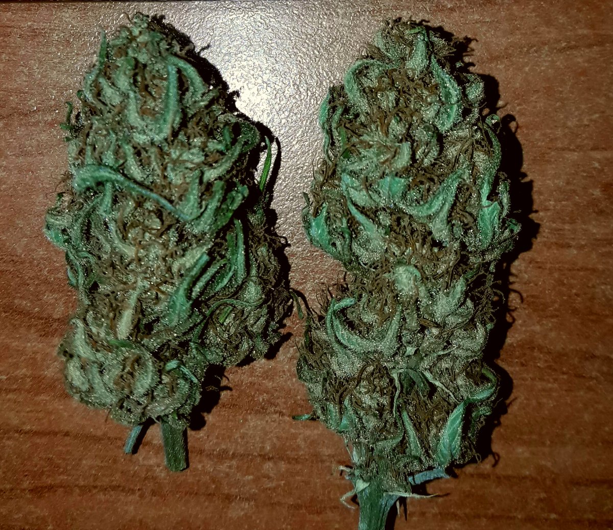 AdrycManellson's tweet photo. Weednas Verde Mundo,
la misma duda existencial,
¿Limón, #LemonPieAuto @GreenbudSeeds, o Lima, #TombStoning @MavericksSeeds?
Paz y Semis,-))) https://t.co/bTbNoga9Ei