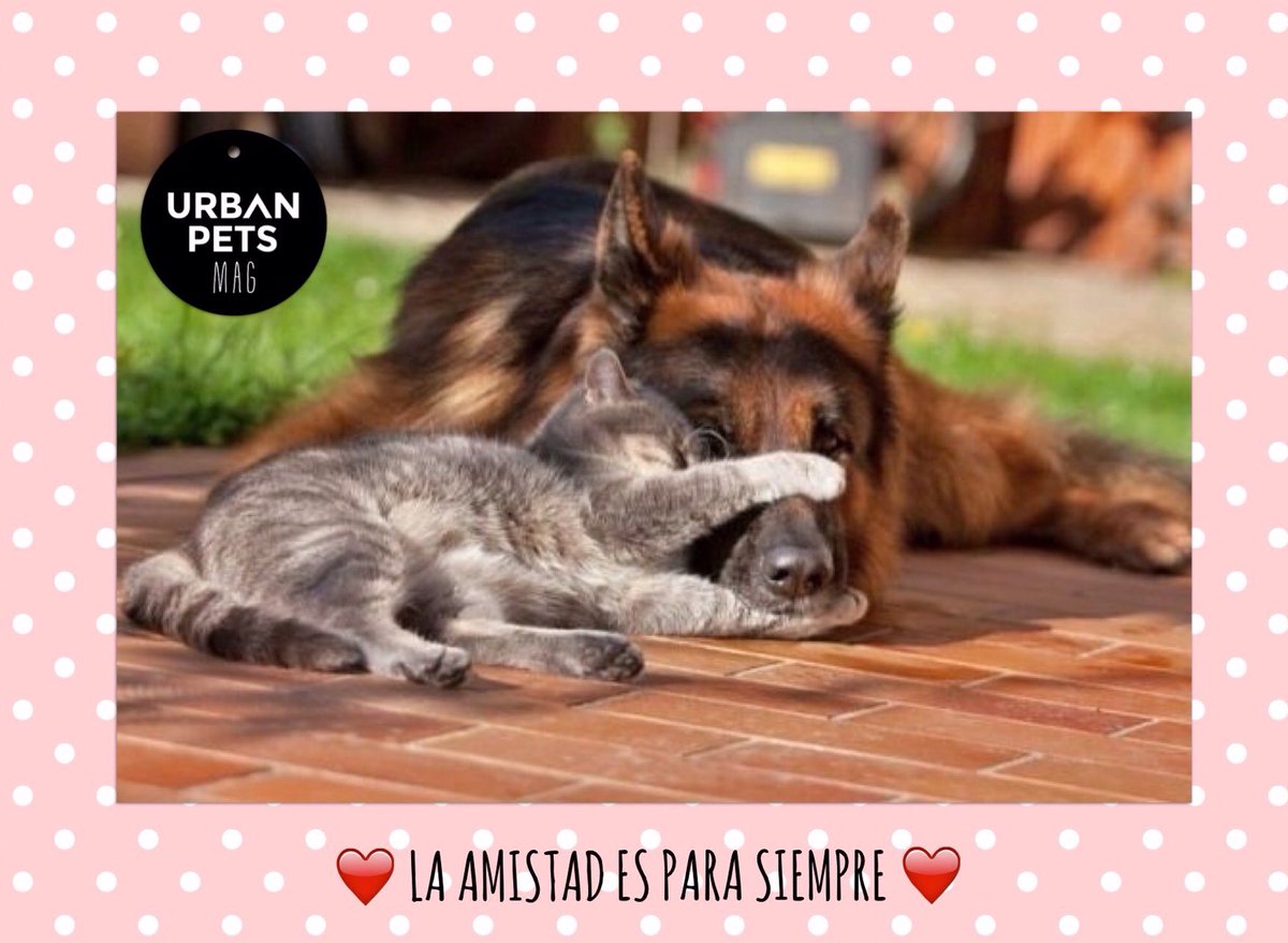 UrbanPetsMag's tweet photo. ❤️🐾 #FELIZDIADELAMIGO 🐾❤️ para toda la Comunidad UPETS ‼️ https://t.co/POqJlIJizI