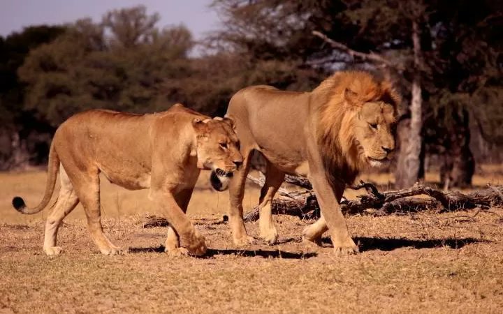 BornFreeUSA's tweet photo. Devastating news: #Cecil the lion's son, #Xanda has been killed by a trophy hunter in Zimbabwe. #RIPXanda https://t.co/jBB1HnRWOO https://t.co/k0t3LHNzLV