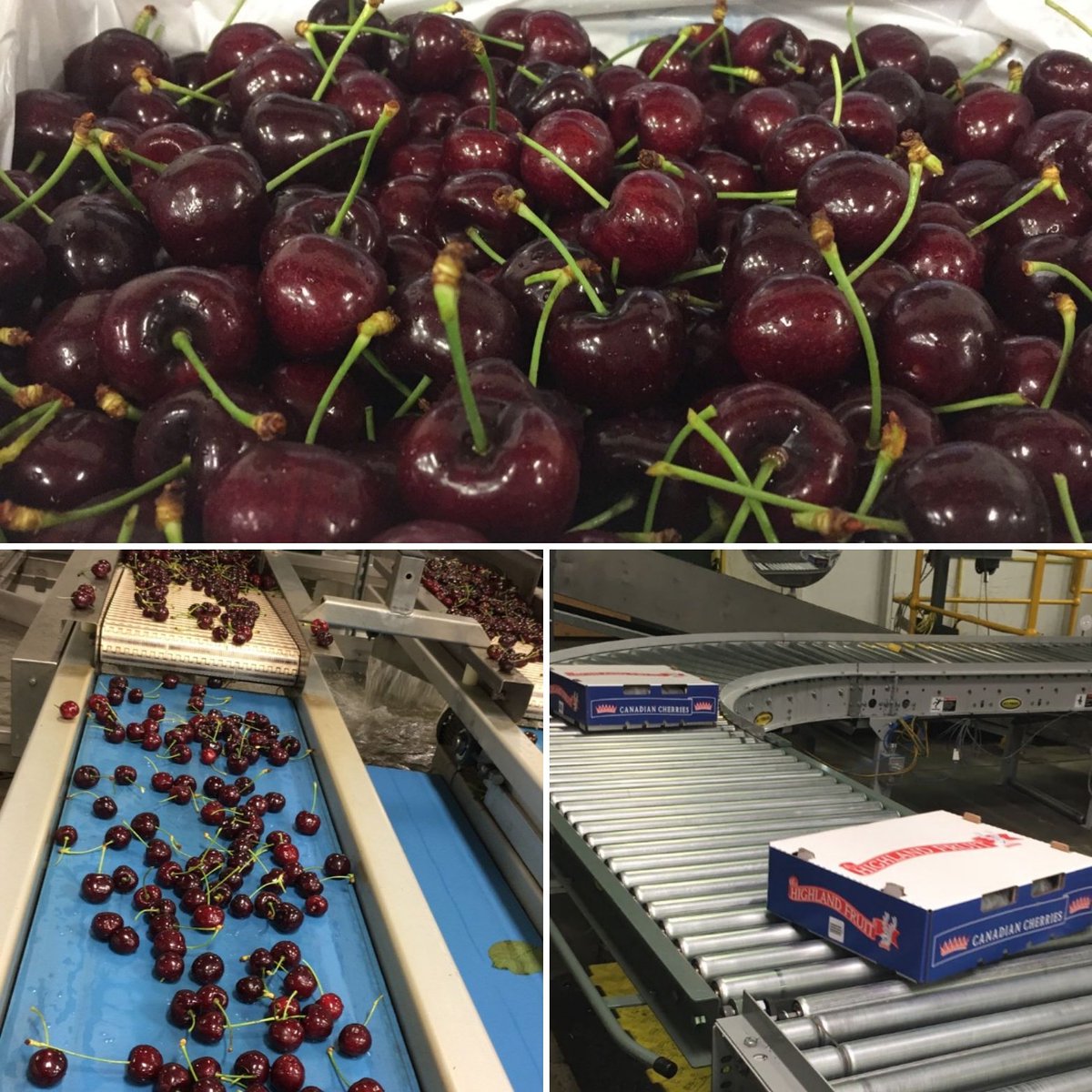 Beautiful Lapins Cherries last night in Kelowna
#canadian #bc #kelowna #cherries #export