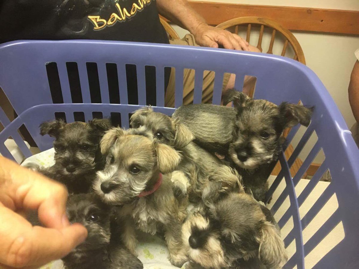 MeanMugger's tweet photo. Omg my friend sent me this from her clinic. A basket of SCHNAUZERS https://t.co/ZEOkYYxgDK