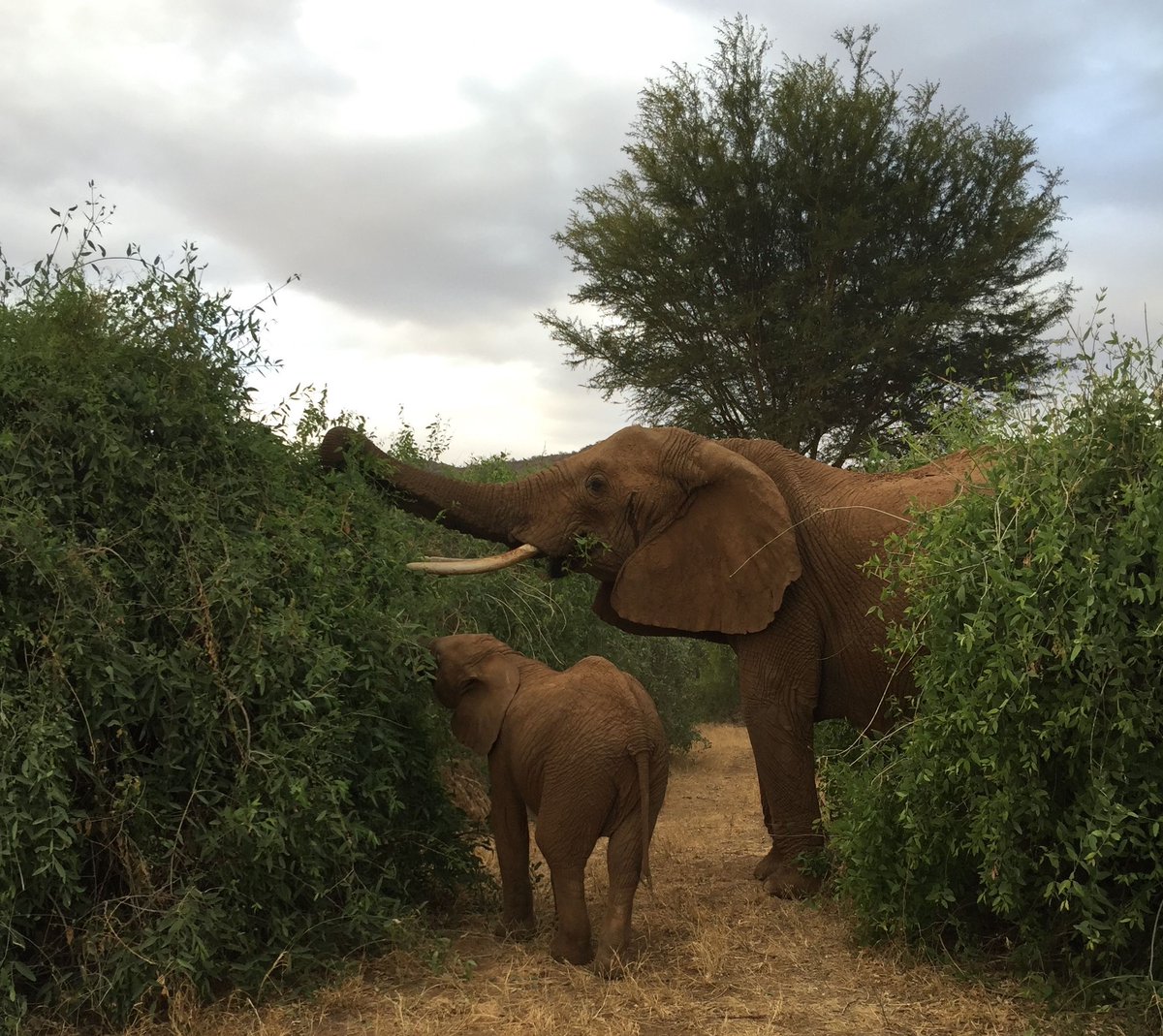 shopivoryella's tweet photo. A calf will stay under the watchful eye of its mother for several years and will move towards independence after four years. #ellafacts https://t.co/st1VvOZpWP