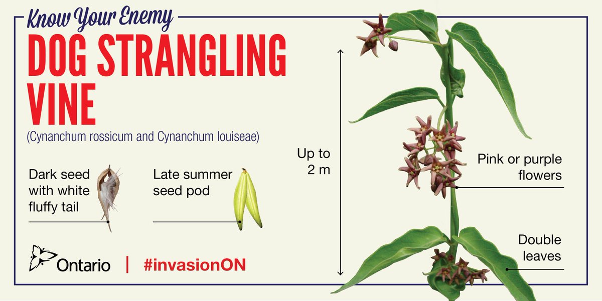 Invading Species on Twitter: "Dog-strangling Vine forms dense stands that  overwhelm and crowd out native plants and young trees.🌳🌼  https://t.co/LhMdsXWSMa #invasionON… https://t.co/ldvPDPXvo2"