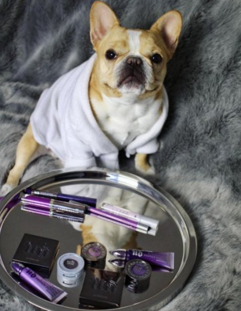TechMeditate's tweet photo. I have some pretty adorable dogs - they'd probably look great with makeup on too. https://t.co/gqB7kqqxoX https://t.co/F3H9HaRvi7