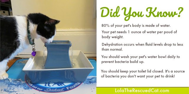 Lola_RescuedCat's tweet photo. We are really enjoying our Pagoda fountain from @PetSafe! It keeps us hydrated in this heatwave! #BlogPawsChat @BlogPaws https://t.co/0zmMYxP3Dx