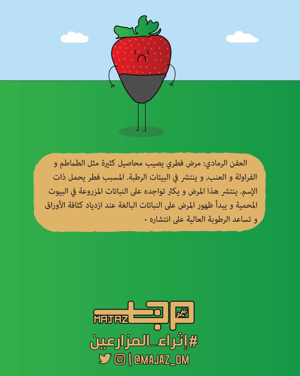 majaz_om's tweet photo. العفن الرمادي يهدد إنتاج الفراولة في البيوت المحمية بسبب الرطوبة🍓.
#إثراء_المزارعين
#مجاز_عمان
#إنجاز_عمان 
@Squ_2013 https://t.co/twpeE2a8q8