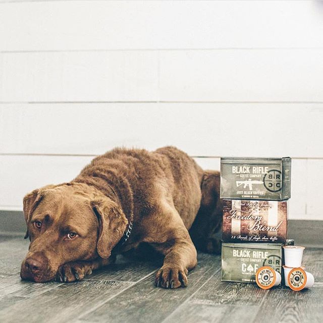 When you're waiting for the coffee to kick in. ☕️ #DogsofBlackRifle #CoffeeorDie