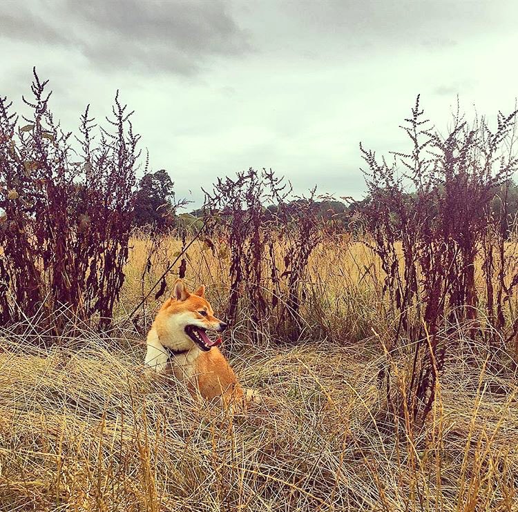 BucksMovesMe's tweet photo. Love this from Anni @iHealProcess on a dog walk on an overcast sunmers day in #Buckinghamshire! ☁️☁️🌫 #BucksMovesMe 🐶🐶 https://t.co/PgGRSaGnO1