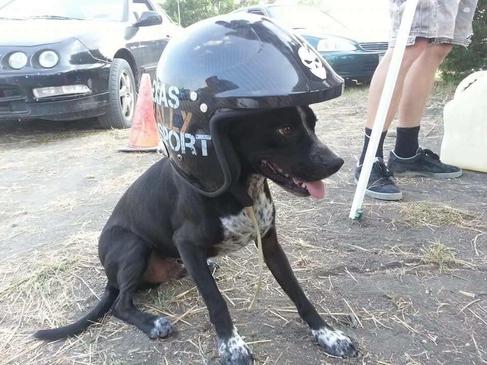 Pets are now approved to join the #CarbonArmy!