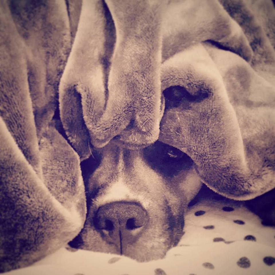 BubbasBullys's tweet photo. Let's keep this under cover #sleepy #pitpuppy #adoptdontshop https://t.co/czMyrAkLAC