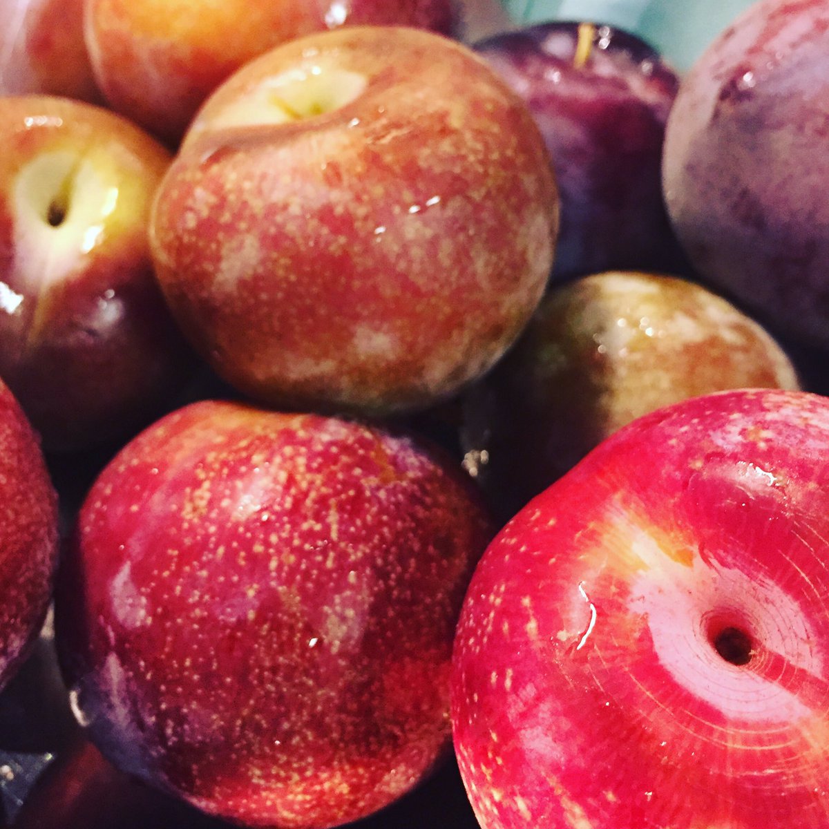 2ndStoryBakery's tweet photo. #pluots in the #kitchen #today #testbaking for crumbles as apricot season comes to an end - keeping it seasonal & local with Allard's fruit https://t.co/wcR5ck5iMi