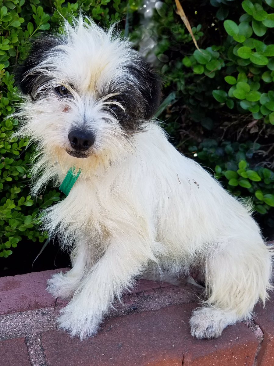 Perfect Pet Rescue (PerfPetRescue) Twitter