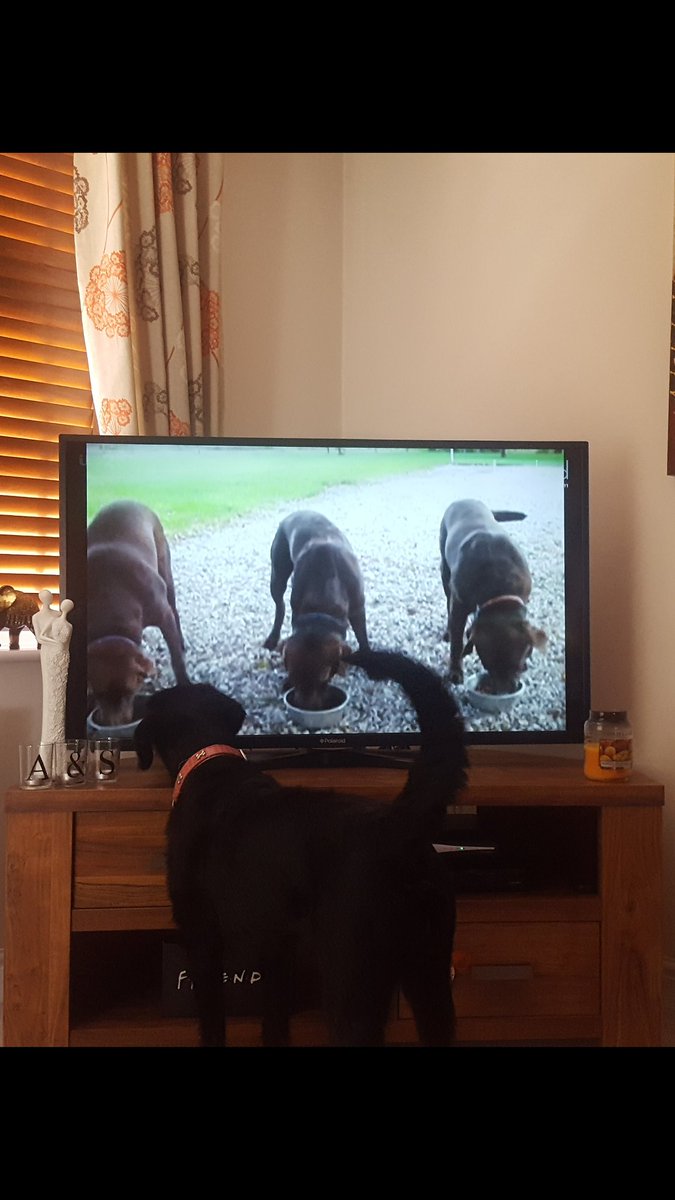 Daisydooodle16's tweet photo. These three dogs teasing me through the magic box. https://t.co/TEE2D089dJ