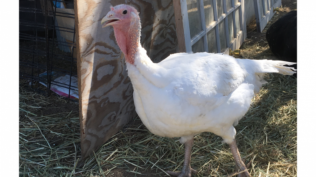 SacCropmobster's tweet photo. Free Range all natural Turkeys https://t.co/Wk41ahzFub https://t.co/7ob2pwNtbC