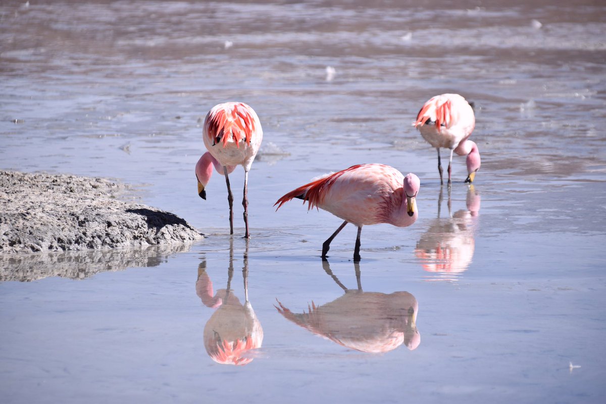 NHS BOLIVIA 2017 (@nhs_bolivia2017) on Twitter photo 