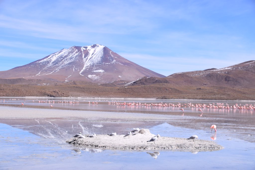 NHS BOLIVIA 2017 (@nhs_bolivia2017) on Twitter photo 