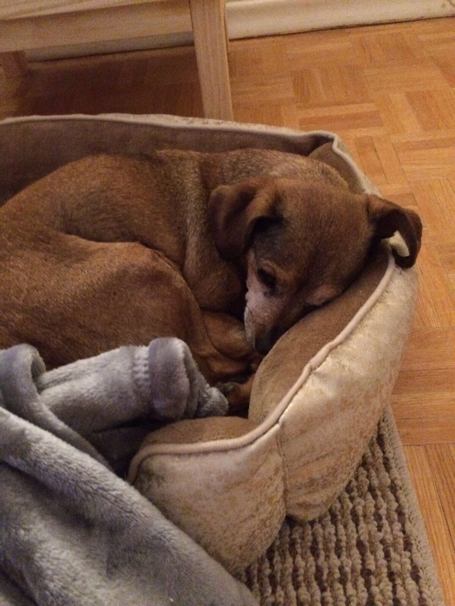 DorothyJS's tweet photo. My dogs boyfriend died today. He was 14 years old and will be missed tremendously 😥 #hardtosaygoodbye #cantbelievehesgone https://t.co/C34CNoe8ty