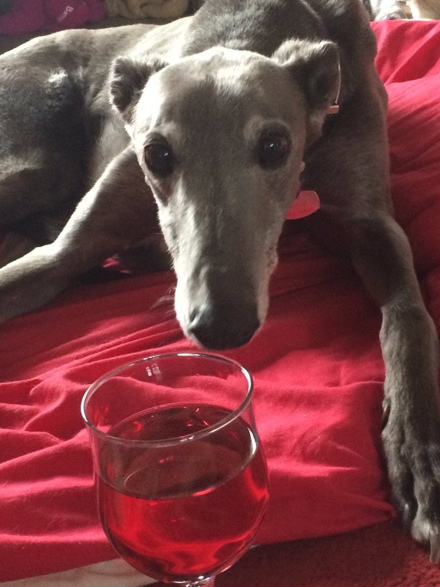 BrennTheDog's tweet photo. Happy Birthday to me! Cheers to my 10th birthday! 🥂#dogsoftwitter #birthdaydog https://t.co/JnyX7qkrm1