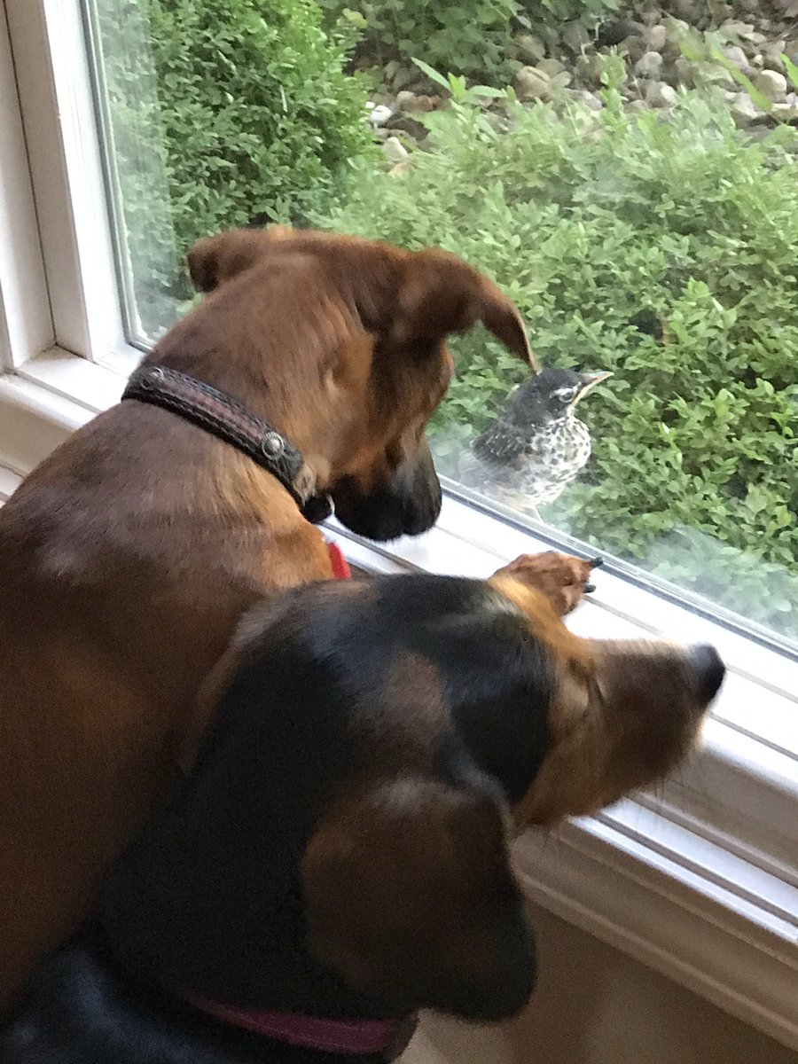 REM_LaSala's tweet photo. My two puppies are watching the baby bird who wants in! @WaysideWaifs such good dogs! https://t.co/mEfmLLOdJi