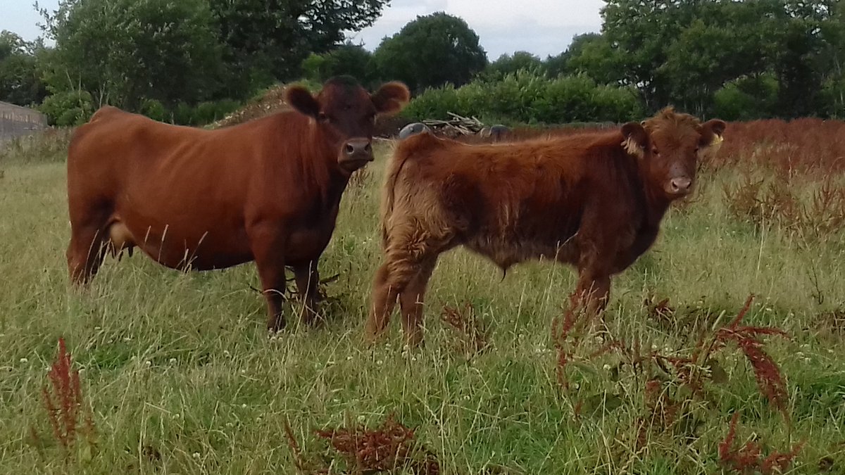 pollehillhighl1's tweet photo. Mother...short leg #dexter and son...#highland cross. He is shaping up nicely 100% grass fed #properbeef https://t.co/nCAR0j3JWW