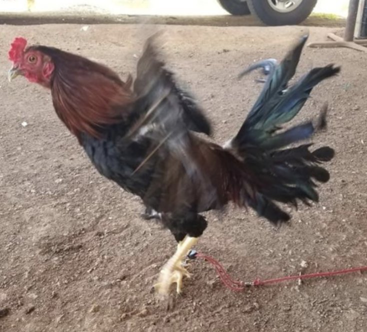 astroegg2016's tweet photo. Space age tie cord working well in Hawaii! #raisinchickens #homesteadsallaroundtheworld 
Get yours today at 
https://t.co/V3EIYsofSB https://t.co/KAl5DtJrgD