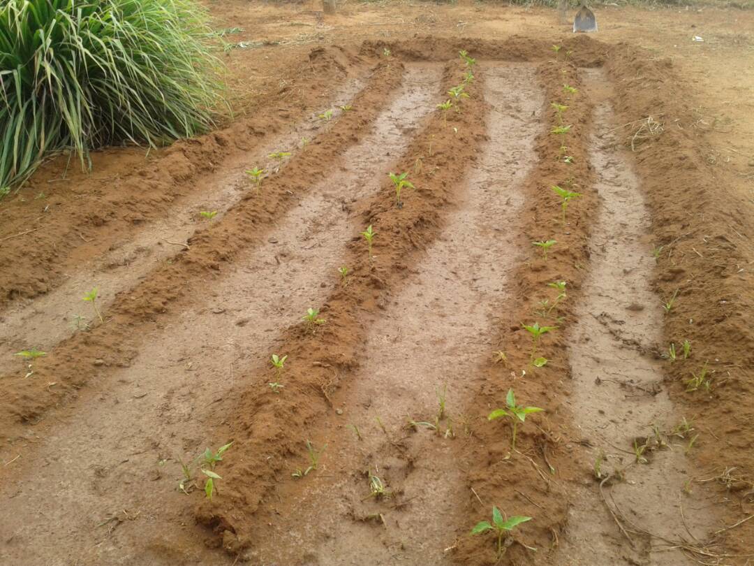 MAT_Zulia's tweet photo. Productores del str. 4 Bocas del mcpio. Santa Rita recibirán apoyo del Gobierno Bolivariano para continuar su producción de alimentos https://t.co/P5QlXswDeS