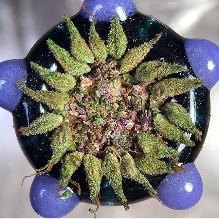 mypotguide's tweet photo. If you're running low on bud, read here. We can help https://t.co/I9EoeTTsU6 #stash #saveweed #extendstash https://t.co/CoBY6v7NLb