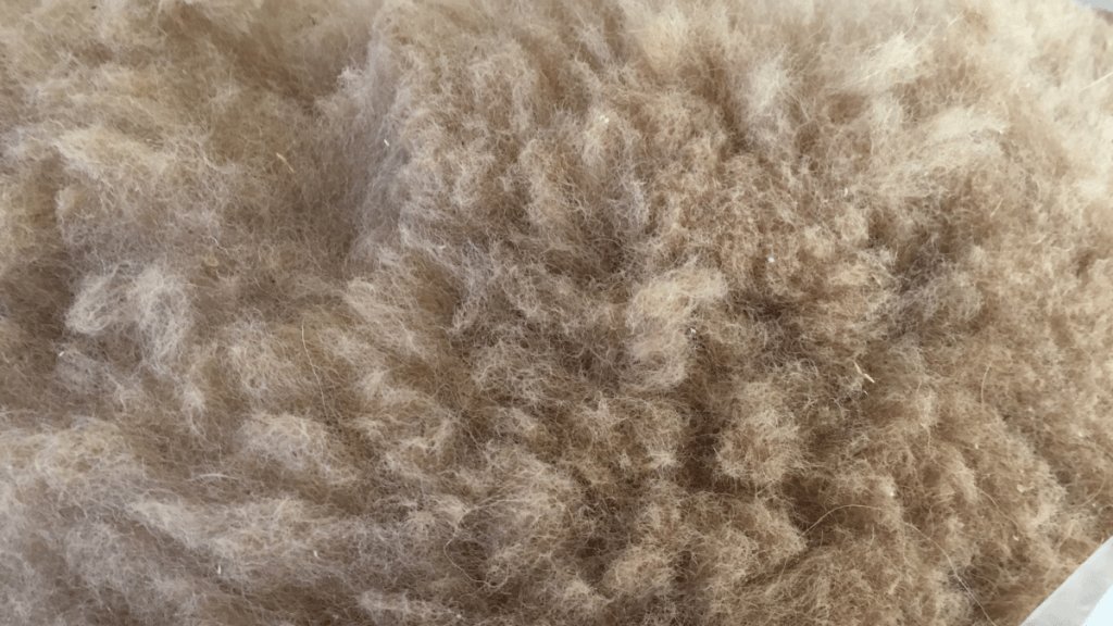 SacCropmobster's tweet photo. Gorgeous Raw Alpaca Fleece https://t.co/5gWkVTHXCW https://t.co/89ia97v7fM
