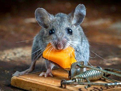 Laura Crossam tweet media